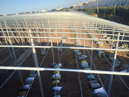 Sunlight greenhouse with pillar and string structure