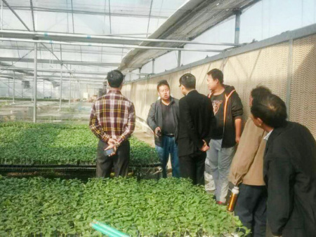 Intelligent thin-film greenhouse
