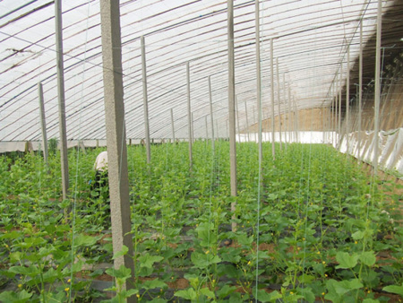 Sunlight greenhouse with pillar and string structure