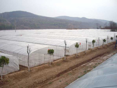 All-steel frame arched shed