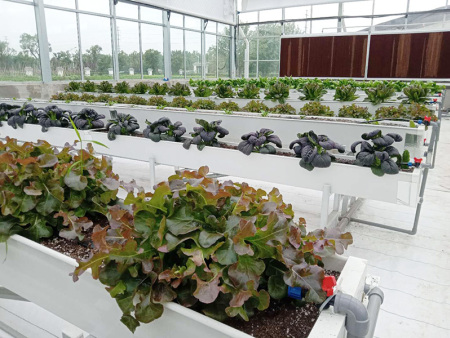 Soilless culture