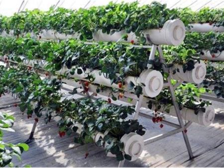 A-frame cultivation