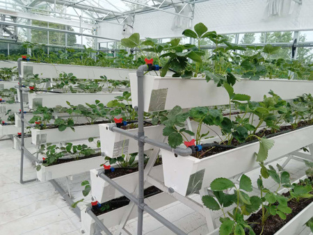 Soilless culture