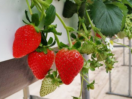The prospect of greenhouse vegetable cultivation