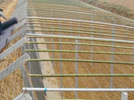 Sunlight greenhouse with pillar and string structure