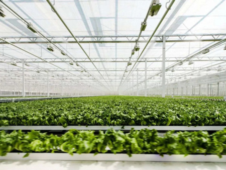 Soilless culture