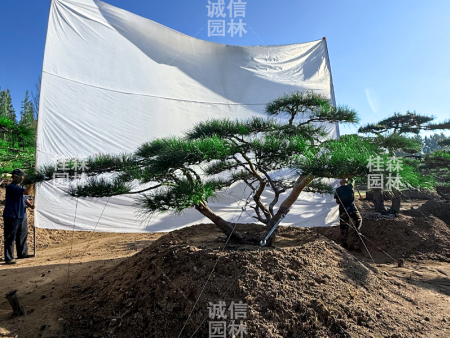 黑松