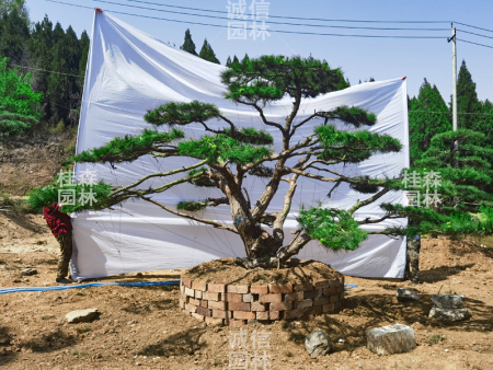 景观松如何让庭院瞬间有格调？
