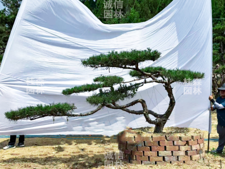 造型黑松基地，为你的园林增添一抹亮色