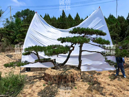造型油松为什么越来越多人选择种植？
