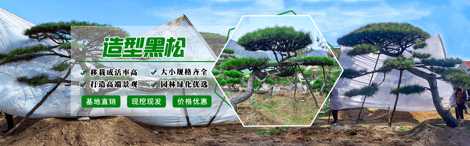 造型黑松