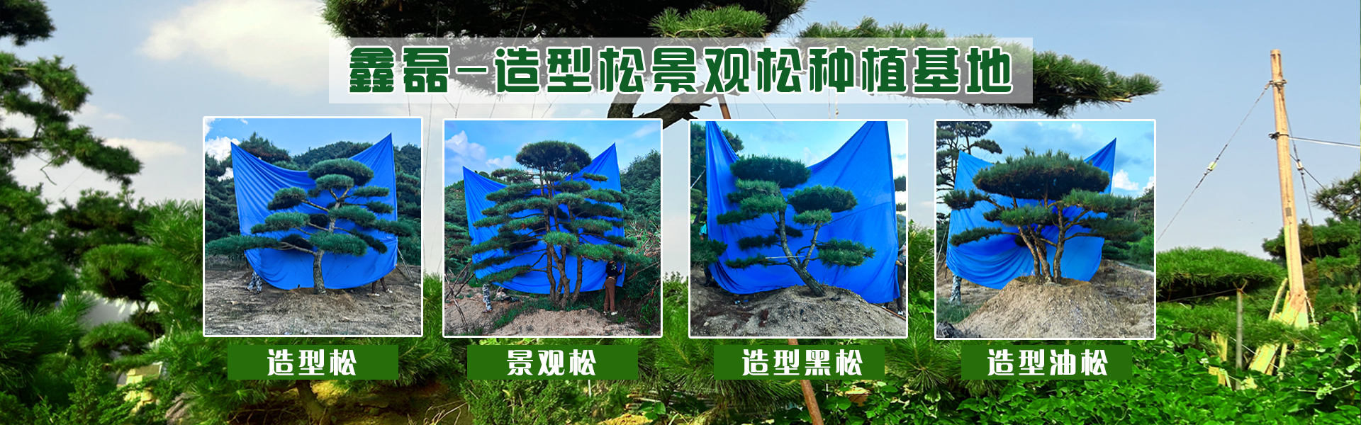 造型油松