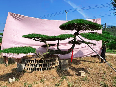 造型黑松_景观松_造型油松_造型松-山东大型造型黑松油松批发基地