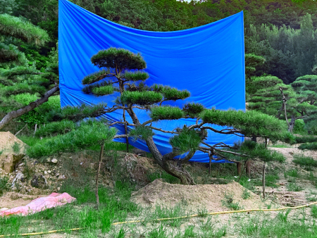 造型油松销售