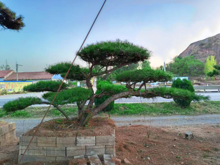 造型油松怎么买？批发基地的选树秘籍告诉你！