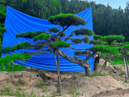 造型油松价格