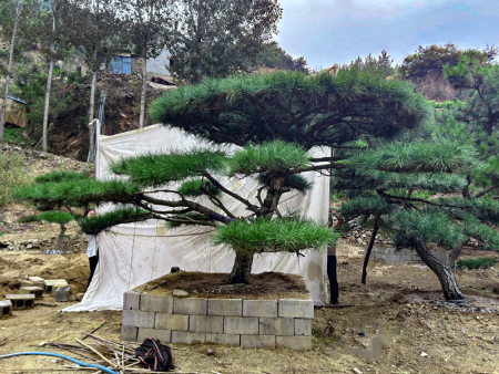 景观松基地