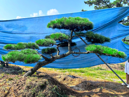 造型油松