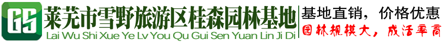 山东诚信造型景观松基地