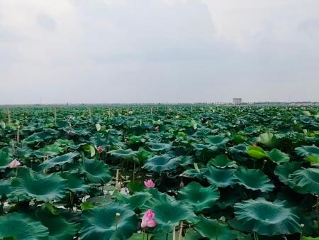 底泥洗脱技术助力洪湖重现生机