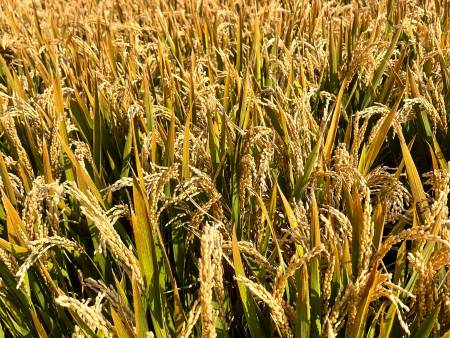 胭脂米为什么是红色的？胭脂米生产商科学解析颜色秘密