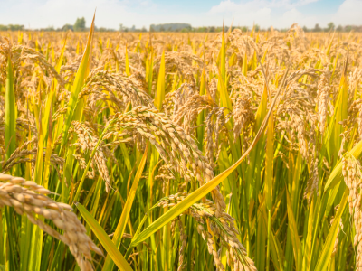 唐山胭脂米|稻田蟹供应商| 蟹田米厂家|胭脂米厂家-唐山尚耕农道生态农业发展有限公司