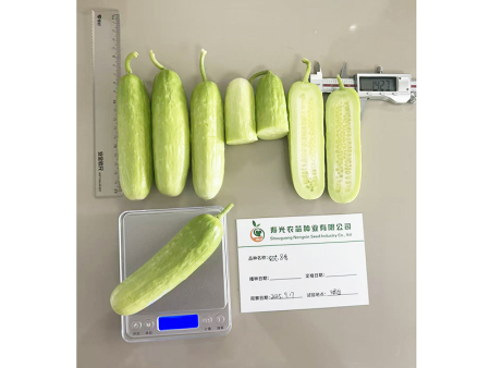 水果黄瓜农芯八号