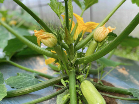 教您瓠子葫芦蘸花药的使用方法