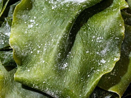 盐渍海带介绍(1)