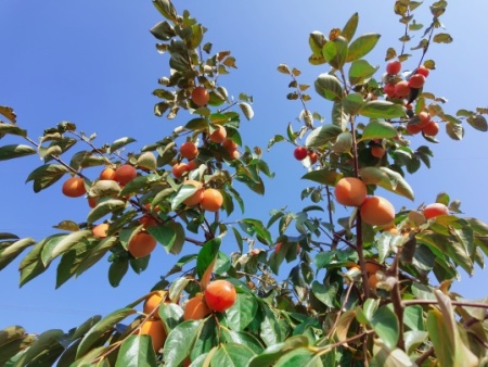 富平：在“柿柿如意”的季节 莫负秋光正好