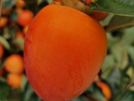 微信图片_20251010154609_49_2307