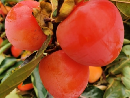 微信图片_20251010154609_47_2307