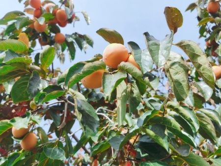 大尖柿子树 