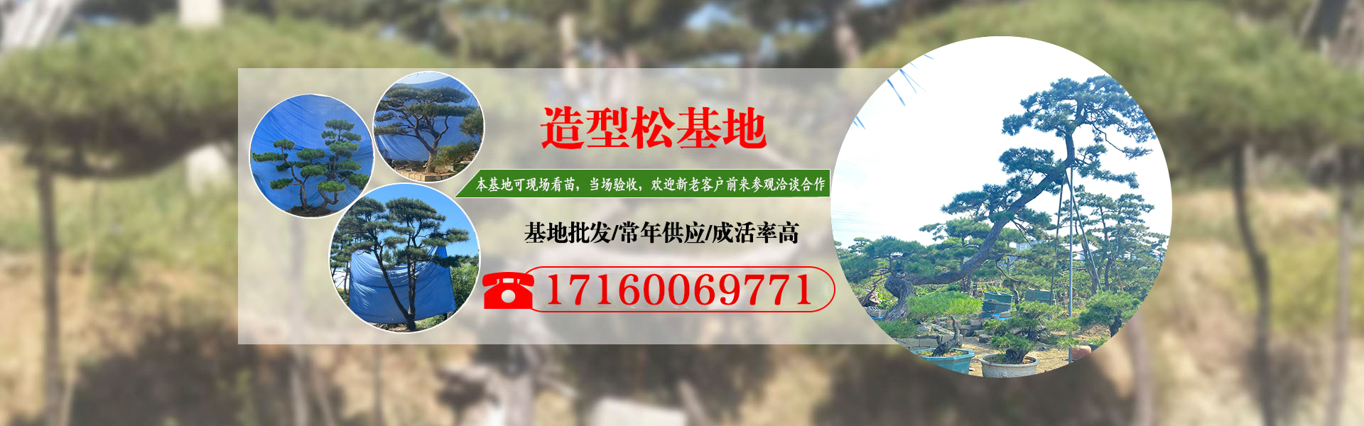 造型油松