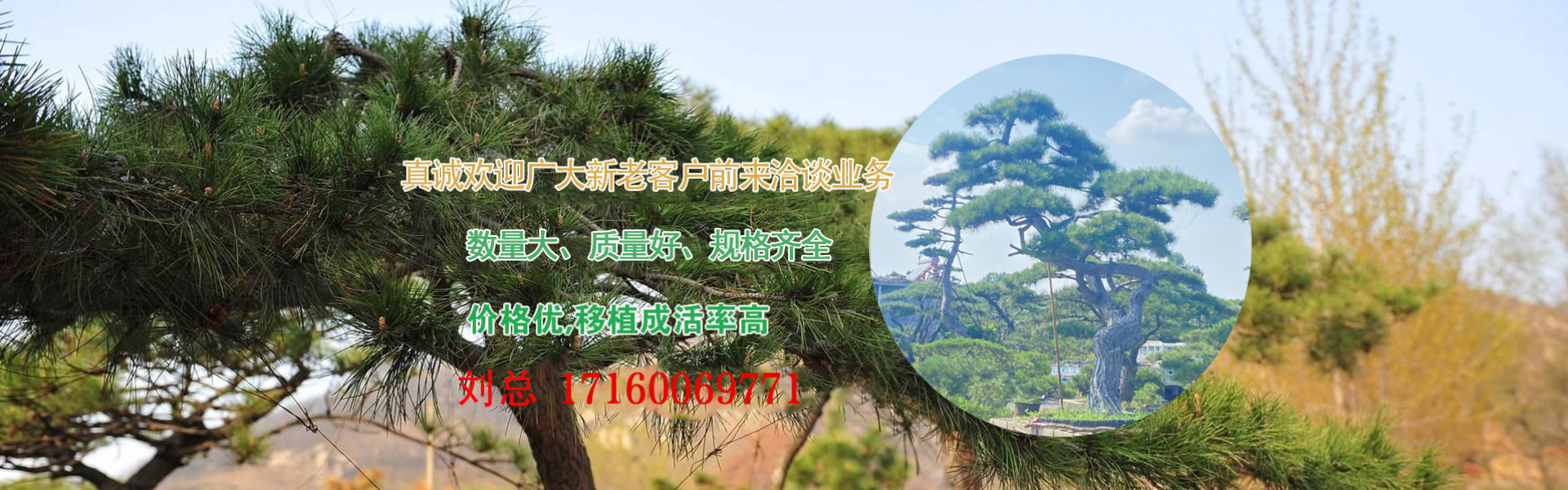 黑松盆景
