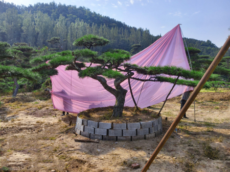造型油松基地