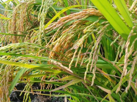 蟹田米是什么？为什么越来越多人爱吃蟹田米厂家带您解答