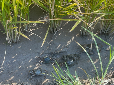 蟹田米中的螃蟹