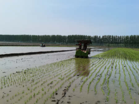 水稻种植