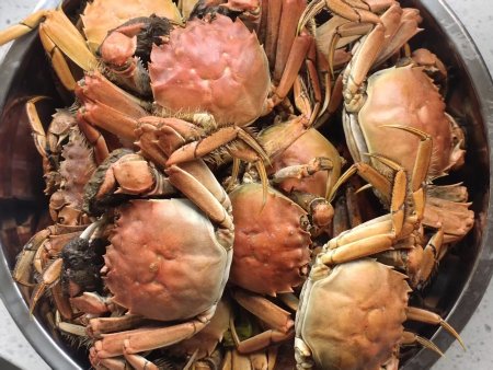 蟹田米中的螃蟹