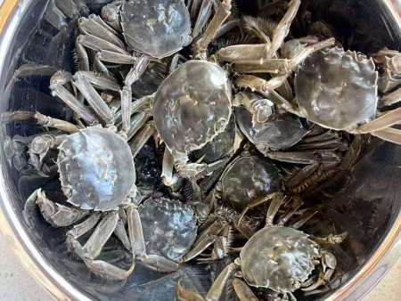 蟹田米中的螃蟹