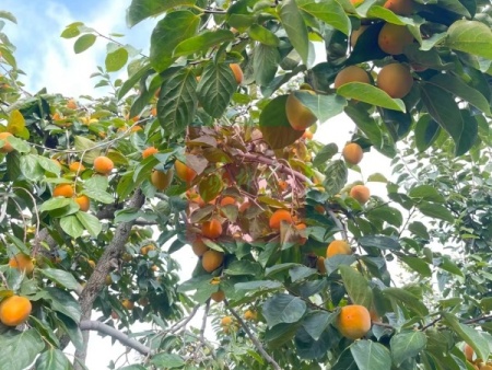 万柿吉·富平柿饼 (11)