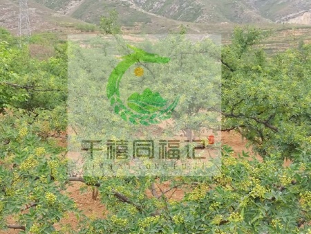 万柿吉·狮子头花椒