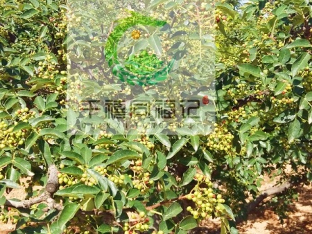 万柿吉·狮子头花椒