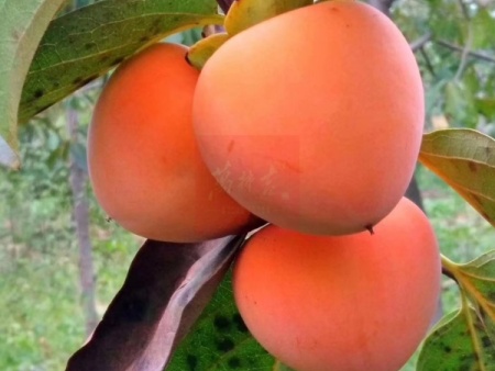 万柿吉·富平柿饼 (7)