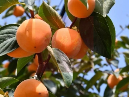 万柿吉·富平柿饼 (14)