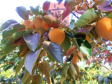 万柿吉·富平柿饼 (3)