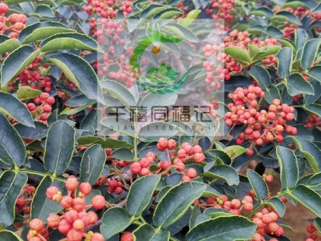 万柿吉·狮子头花椒