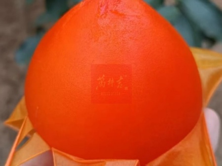 富平大尖柿