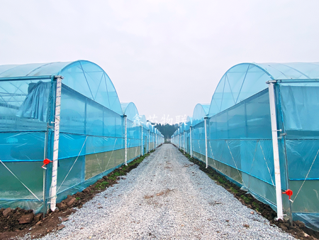 安岳蔬菜示范基地2